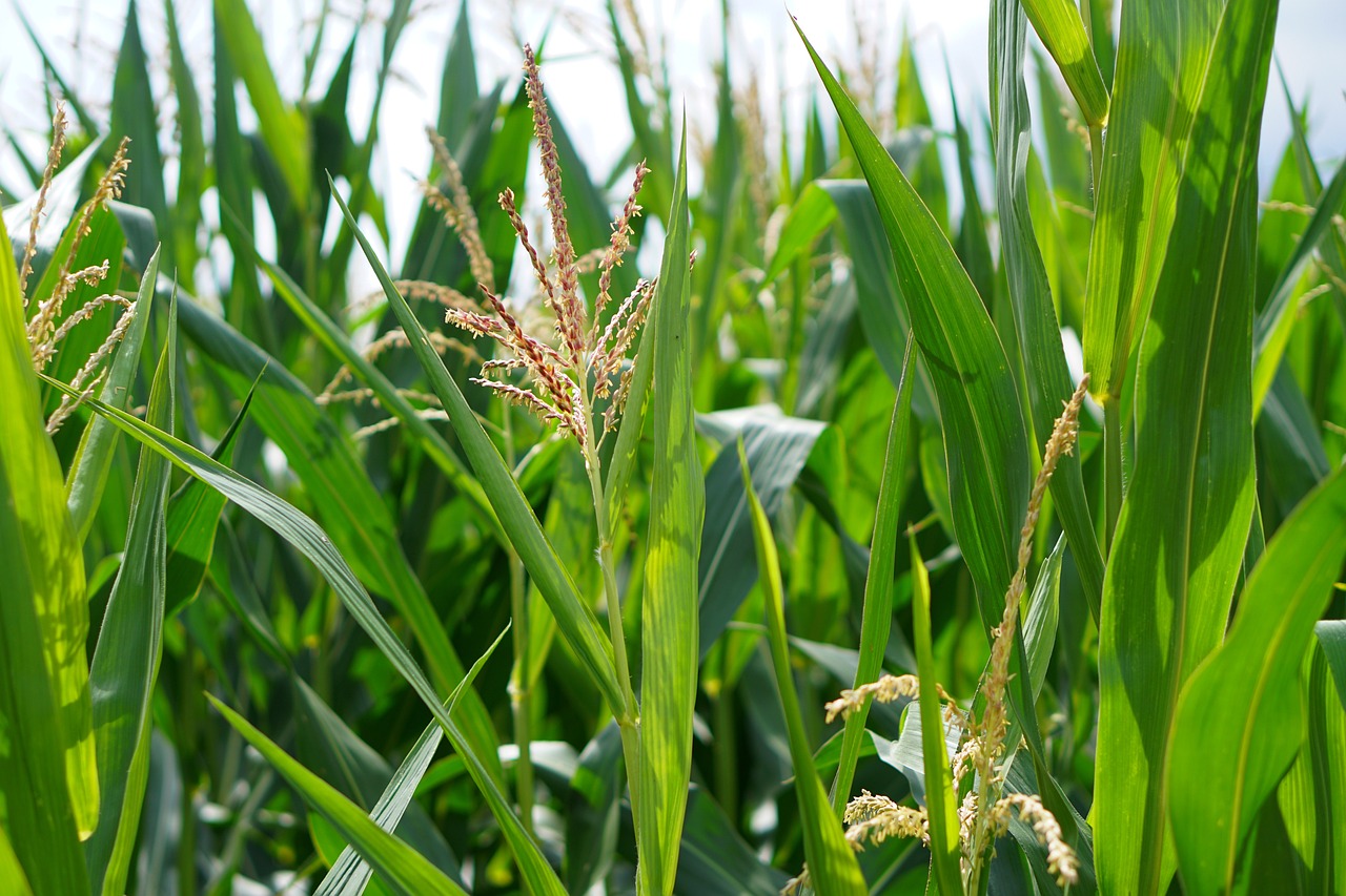 ¿Qué son los agronegocios?