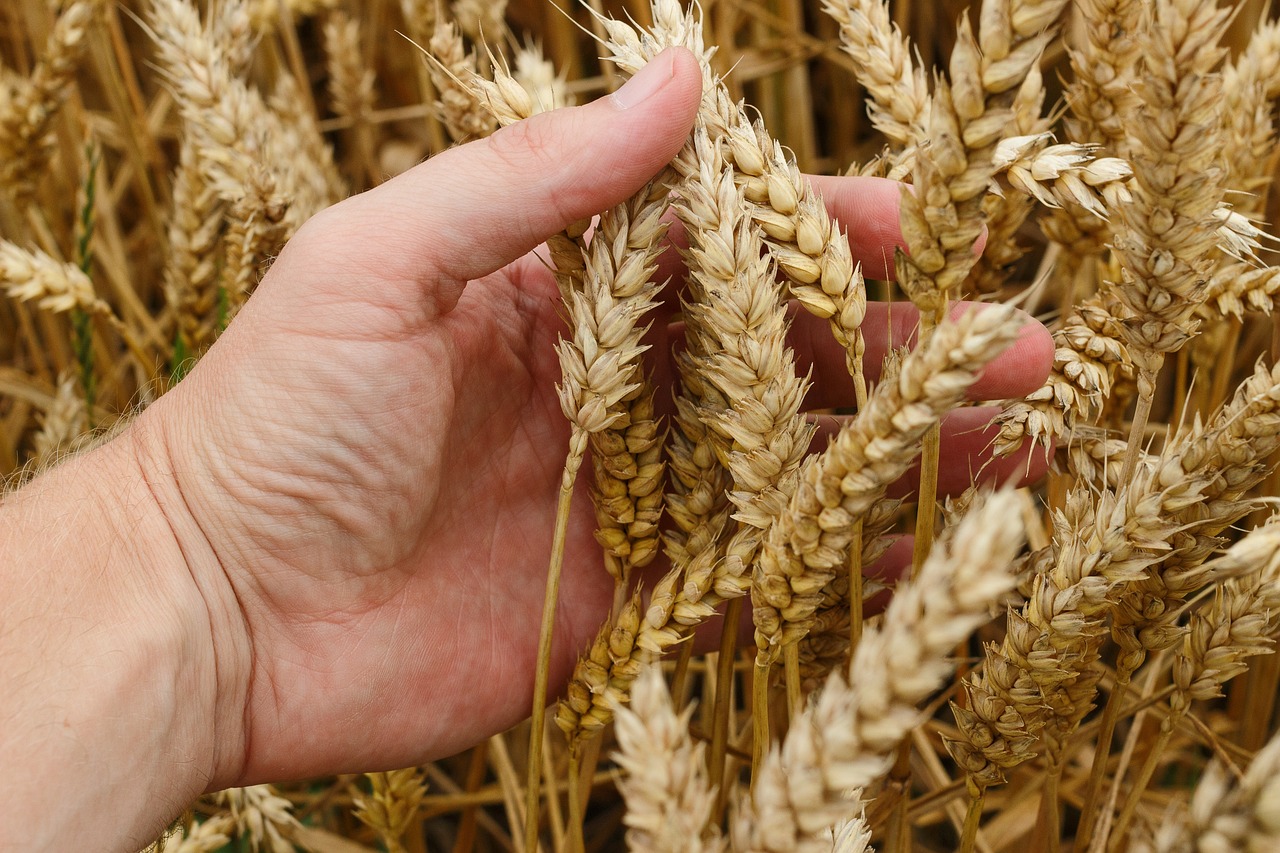 ¿Qué es lo que hace un ingeniero agrónomo?