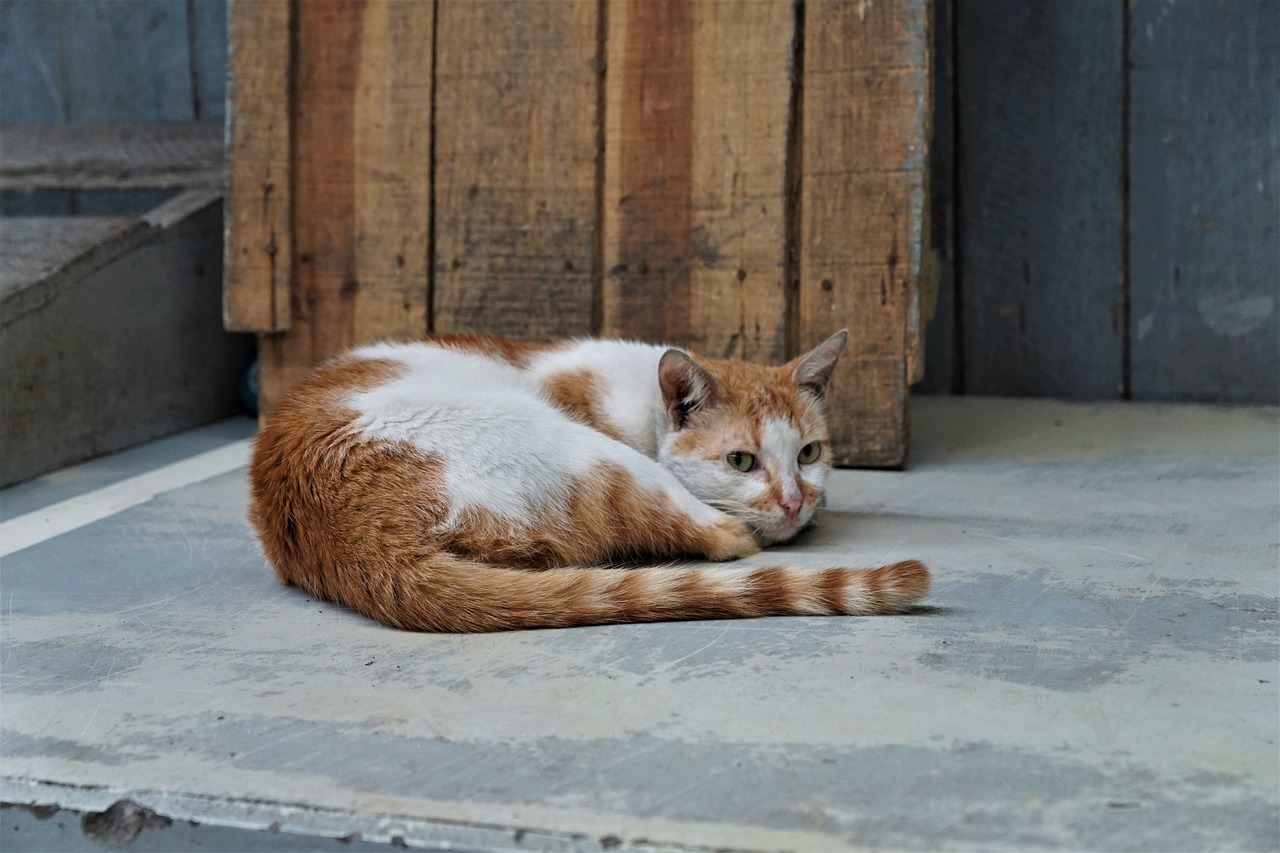 ¿Cómo comunicarme con un veterinario gratis?