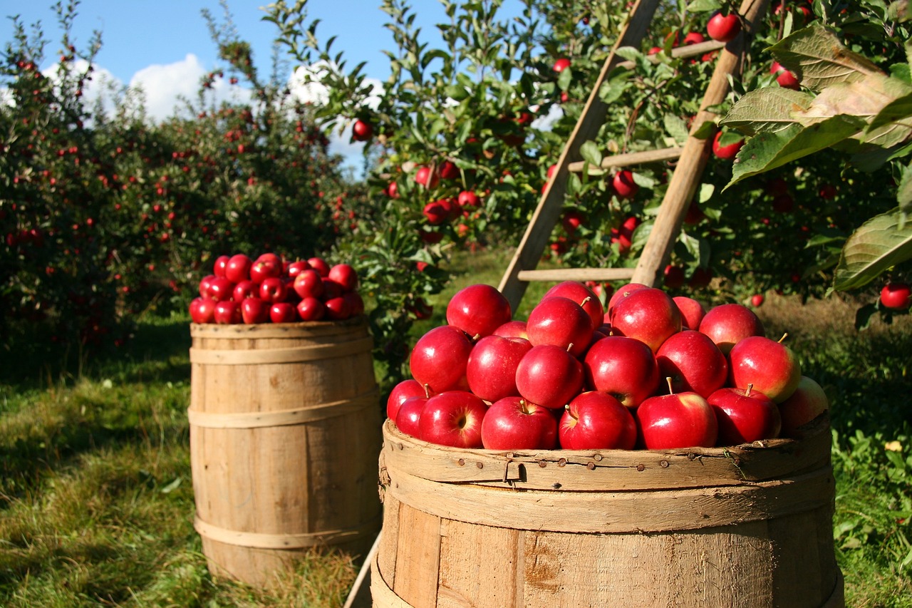 ¿Cómo es la agricultura en Navarra?