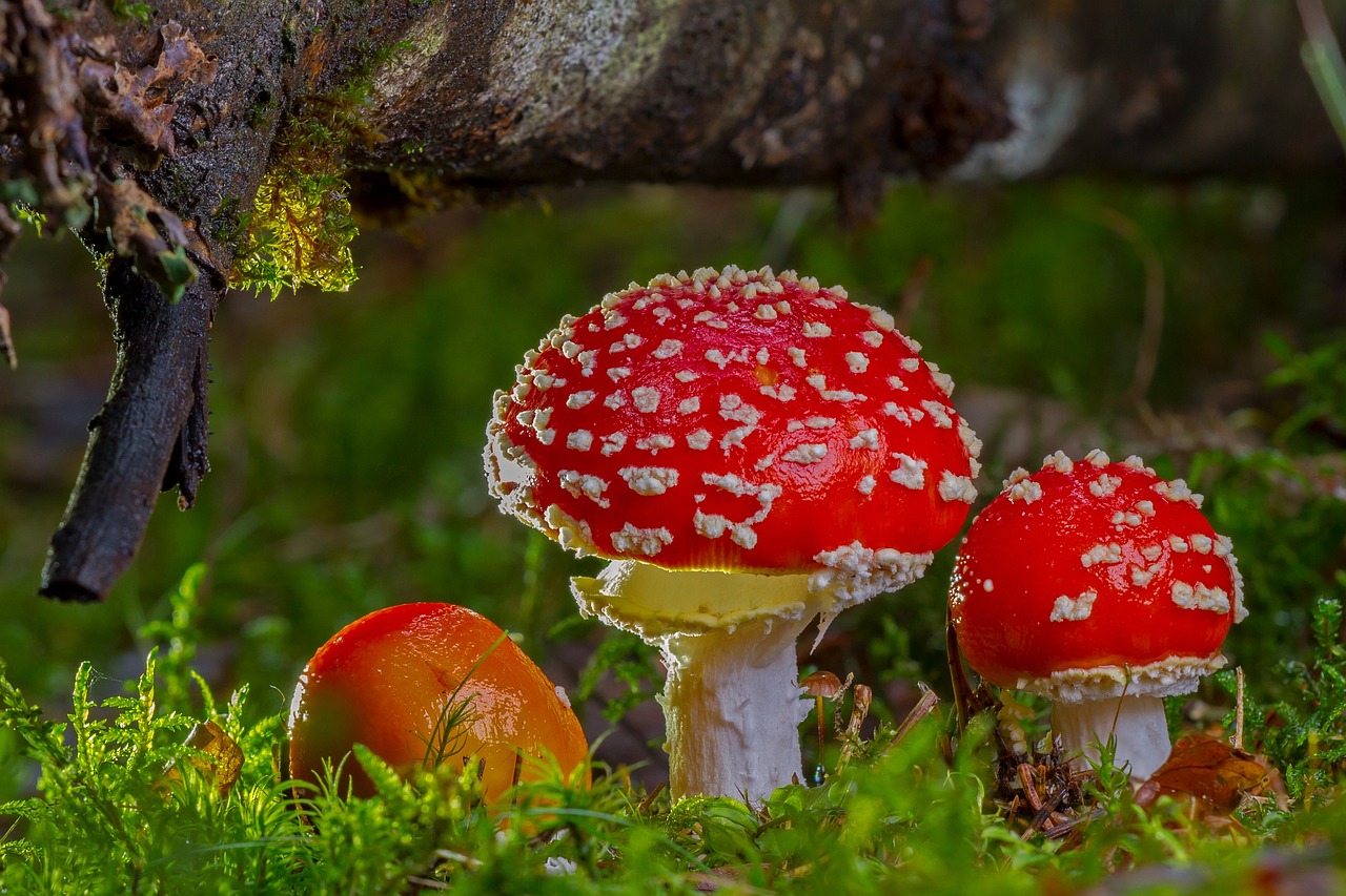 ¿Cuáles son las setas que se cultivan?