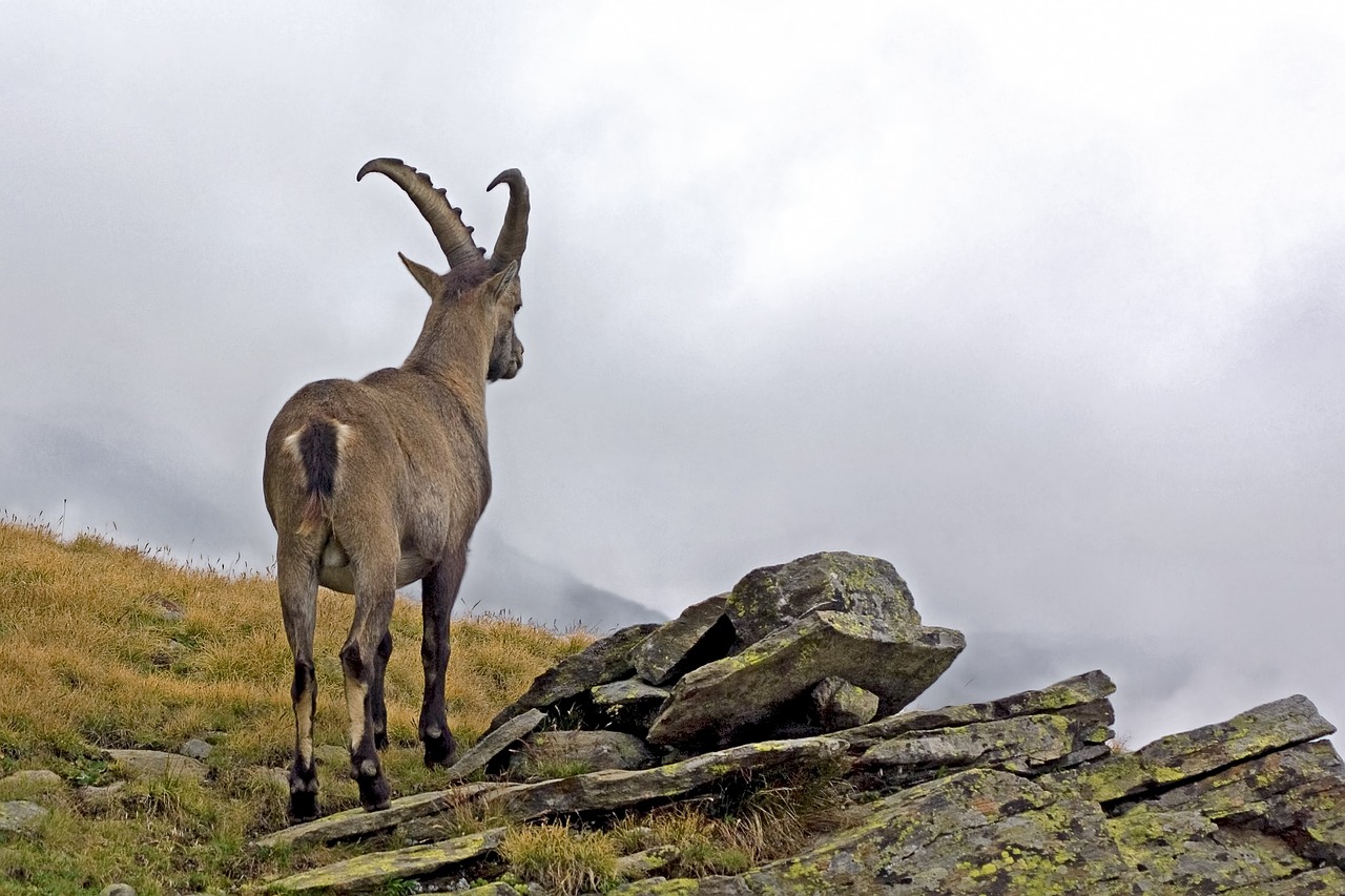 ¿Cómo abre el Ibex hoy?