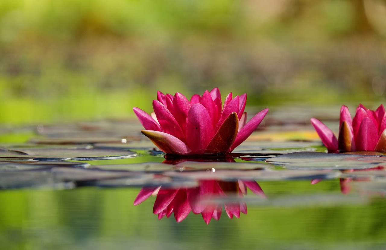 ¿Cuáles son los puntos de reflejo?