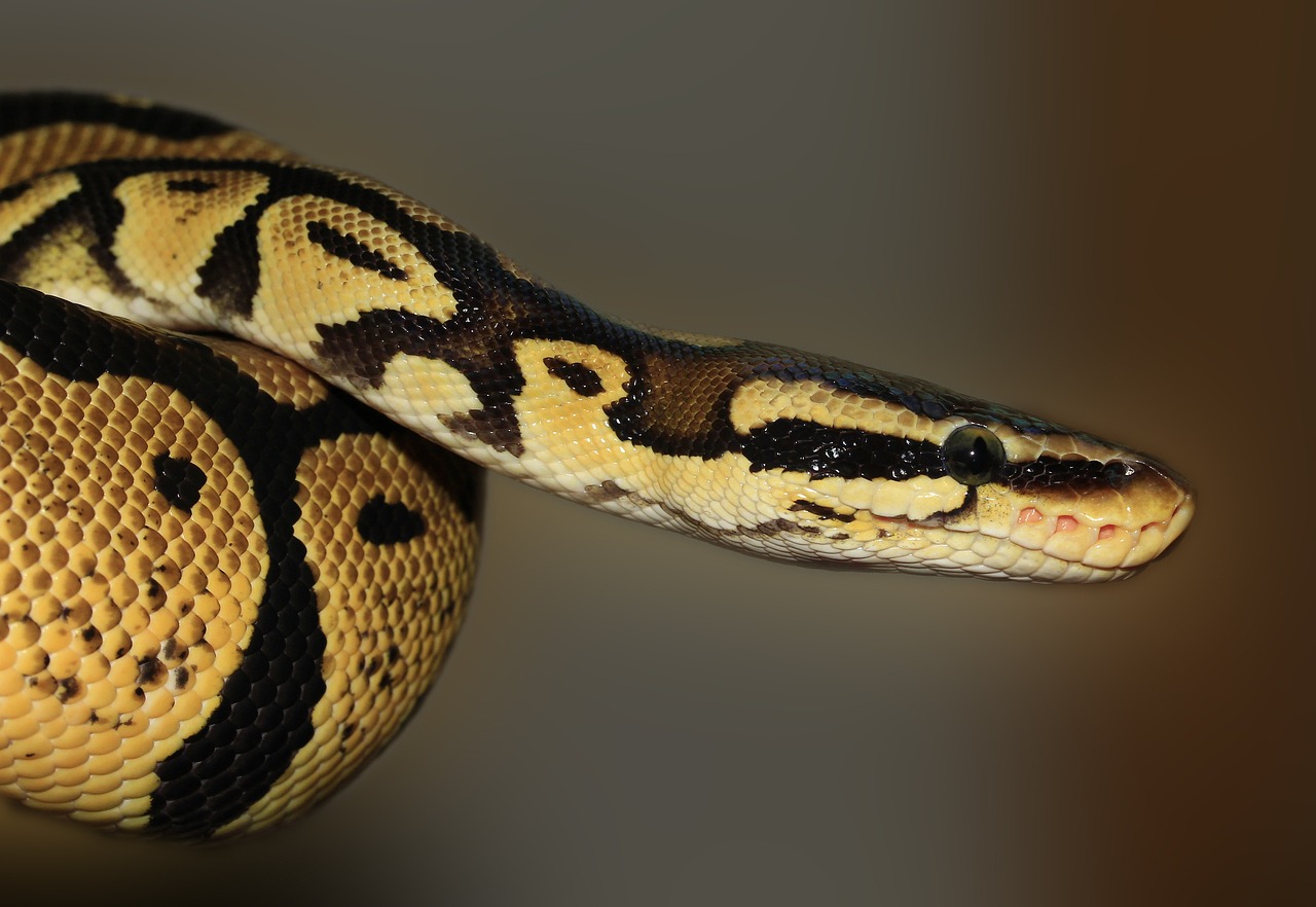 ¿Cómo obtener un certificado de Python?