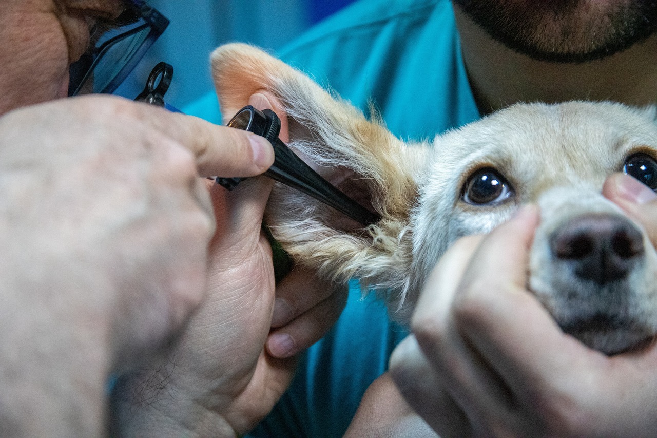 ¿Cuántos años se tardan para ser Veterinaria?