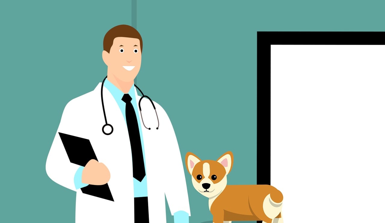 ¿Cuánto cuesta ir a la veterinaria?