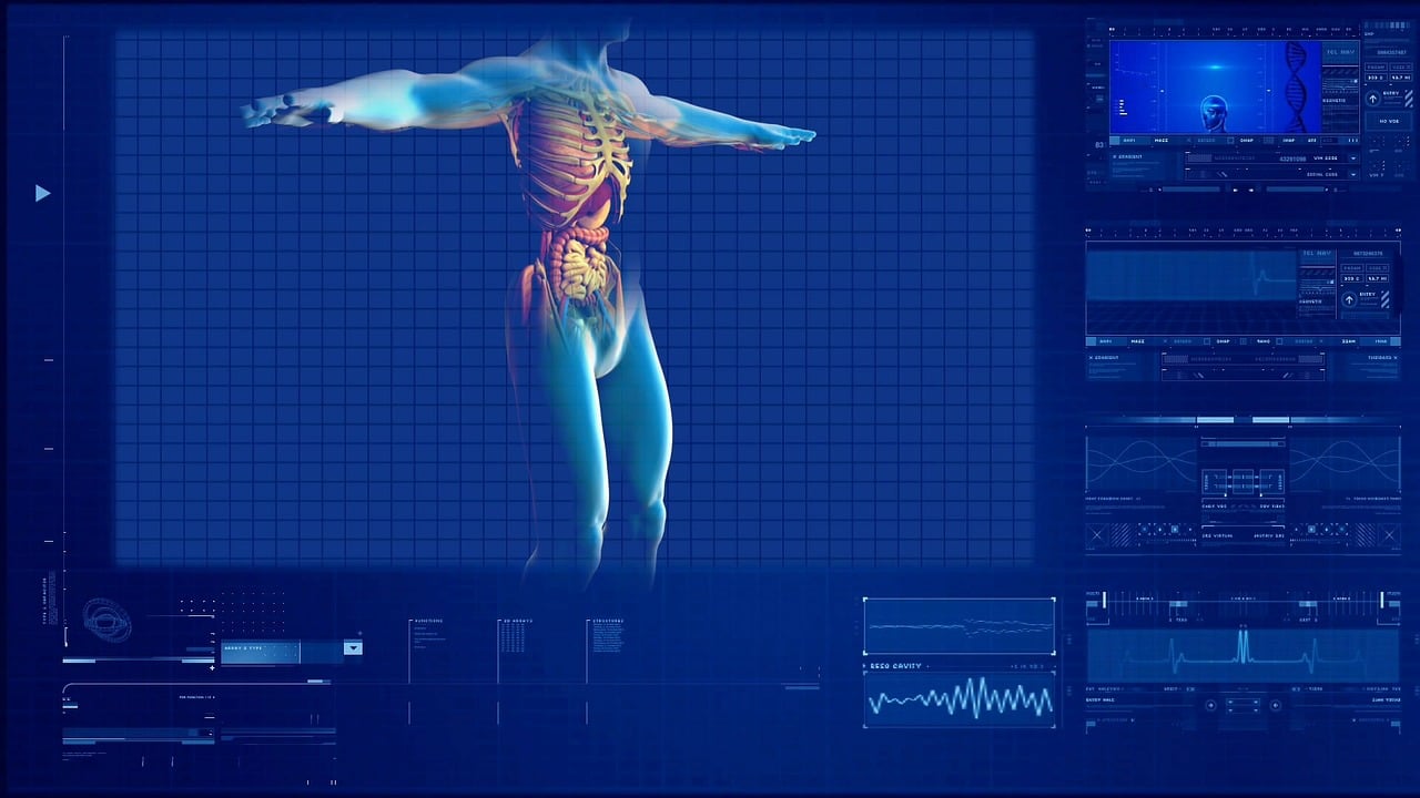 ¿Qué es la anatomía del sistema muscular?