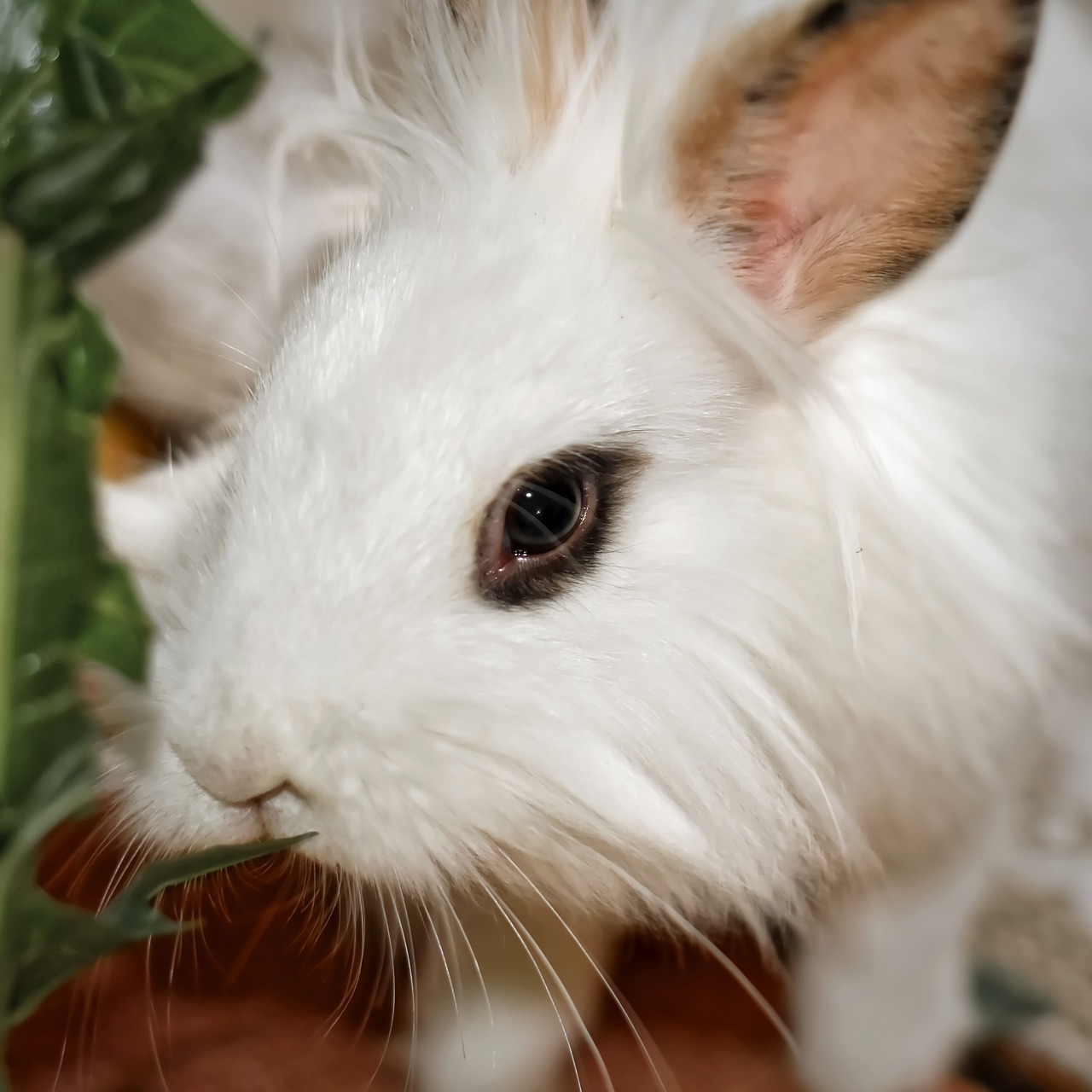 ¿Cuántos tipos de razas de conejos hay?